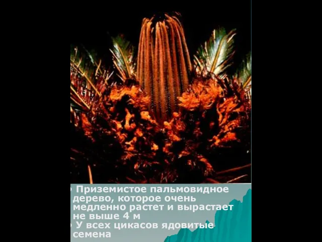 Приземистое пальмовидное дерево, которое очень медленно растет и вырастает не выше