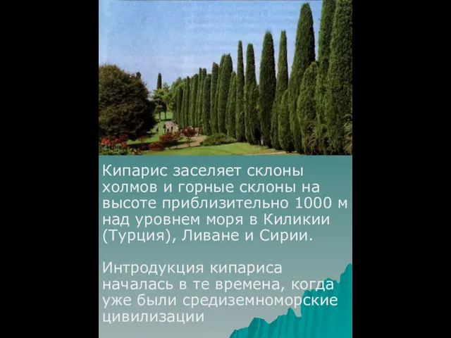 Кипарис заселяет склоны холмов и горные склоны на высоте приблизительно 1000