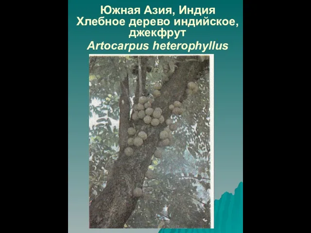 Южная Азия, Индия Хлебное дерево индийское, джекфрут Artocarpus heterophyllus