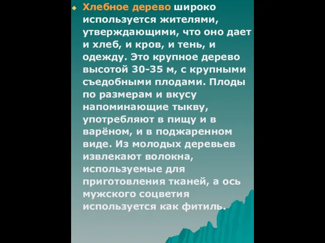 Хлебное дерево широко используется жителями, утверждающими, что оно дает и хлеб,