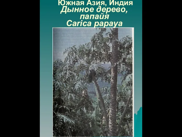 Южная Азия, Индия Дынное дерево, папайя Carica papaya