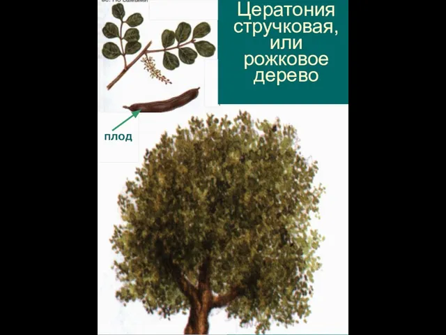 ПЛОД Цератония стручковая, или рожковое дерево