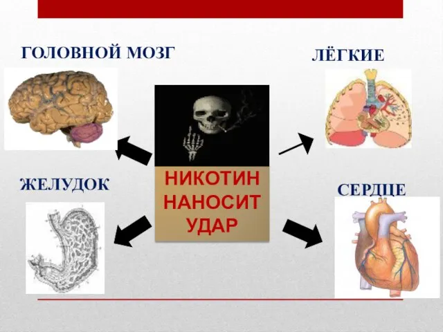 НИКОТИН НАНОСИТ УДАР ЛЁГКИЕ ЖЕЛУДОК СЕРДЦЕ ГОЛОВНОЙ МОЗГ