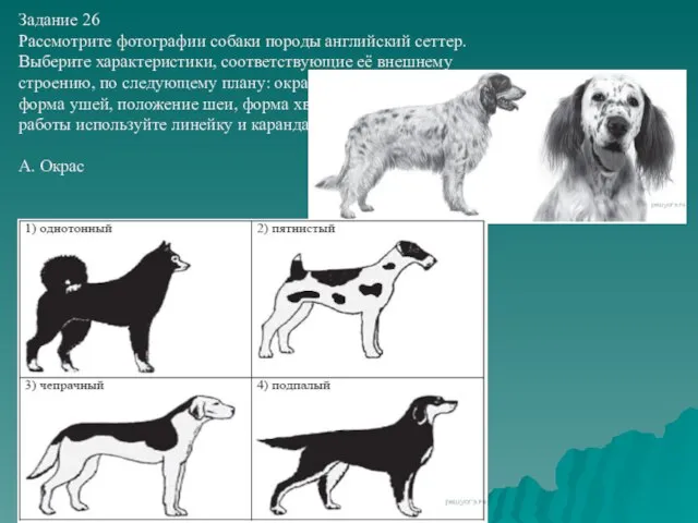 Задание 26 Рассмотрите фотографии собаки породы английский сеттер. Выберите характеристики, соответствующие