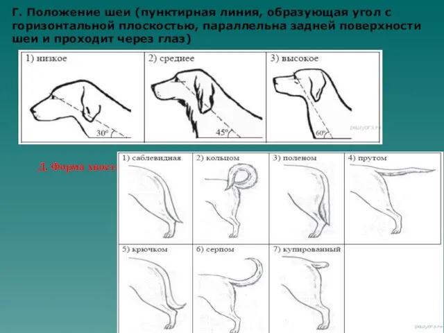 Г. Положение шеи (пунктирная линия, образующая угол с горизонтальной плоскостью, параллельна