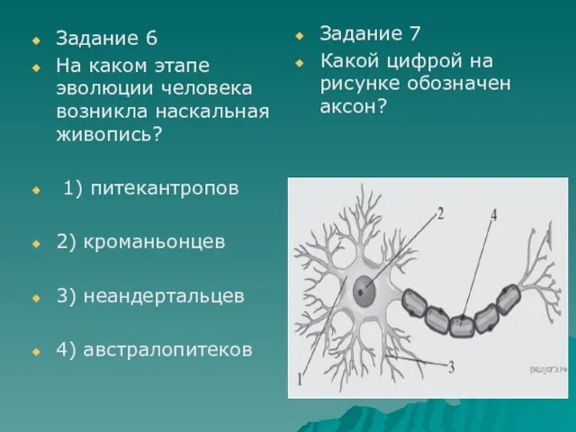 Задание 6 На каком этапе эволюции человека возникла наскальная живопись? 1)