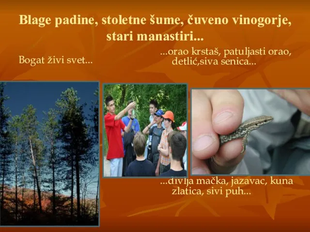 Blage padine, stoletne šume, čuveno vinogorje, stari manastiri... Bogat živi svet...