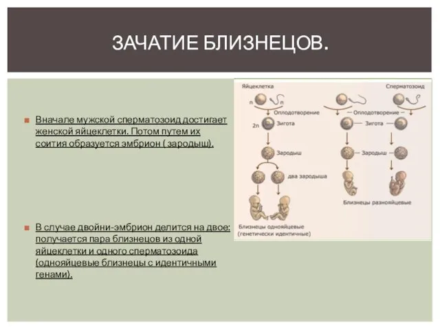 Вначале мужской сперматозоид достигает женской яйцеклетки. Потом путем их соития образуется