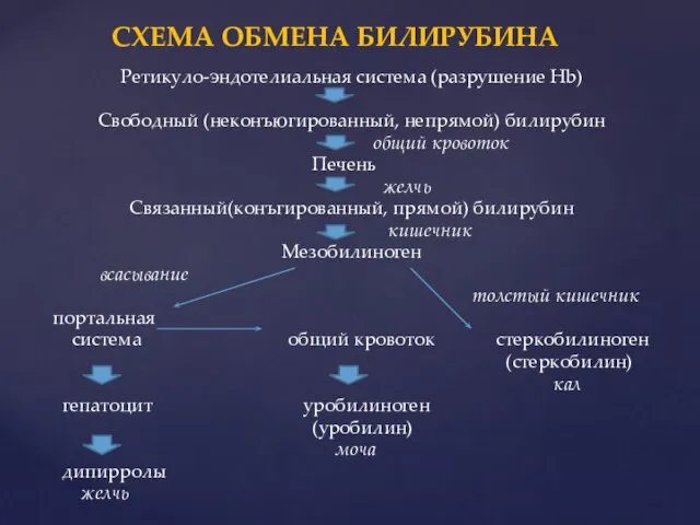 Ретикуло-эндотелиальная система (разрушение Hb) Свободный (неконъюгированный, непрямой) билирубин общий кровоток Печень