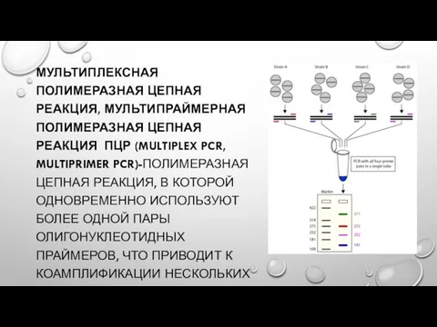 МУЛЬТИПЛЕКСНАЯ ПОЛИМЕРАЗНАЯ ЦЕПНАЯ РЕАКЦИЯ, МУЛЬТИПРАЙМЕРНАЯ ПОЛИМЕРАЗНАЯ ЦЕПНАЯ РЕАКЦИЯ ПЦР (MULTIPLEX PCR,