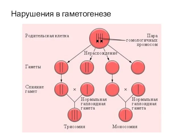 Нарушения в гаметогенезе