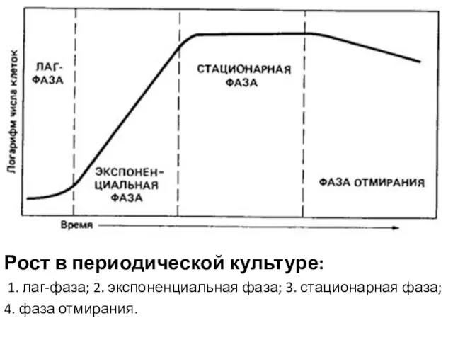 Рост в периодической культуре: 1. лаг-фаза; 2. экспоненциальная фаза; 3. стационарная фаза; 4. фаза отмирания.