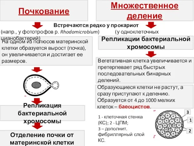 Почкование Множественное деление На одном из полюсов материнской клетки образуется вырост