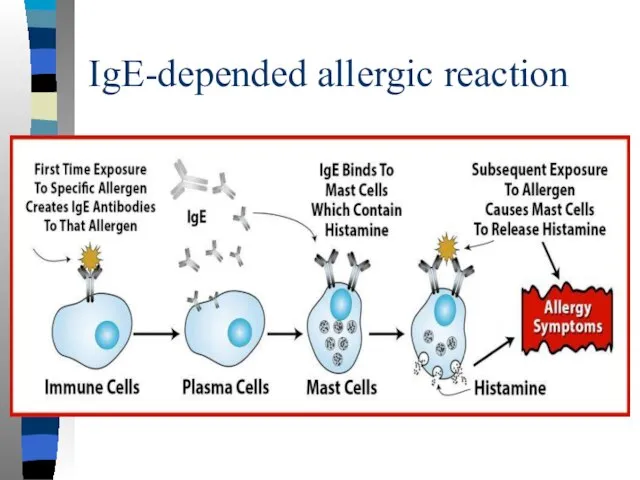 IgE-depended allergic reaction