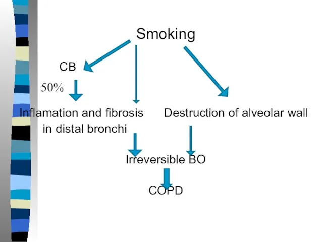 Smoking CB Inflamation and fibrosis Destruction of alveolar wall in distal bronchi Irreversible BO COPD 50%