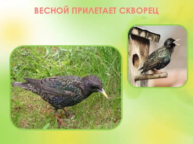 ВЕСНОЙ ПРИЛЕТАЕТ СКВОРЕЦ