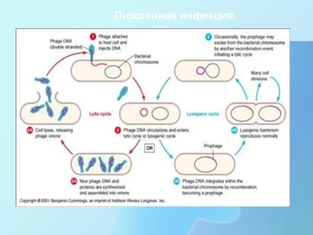 Лизогенная инфекция.