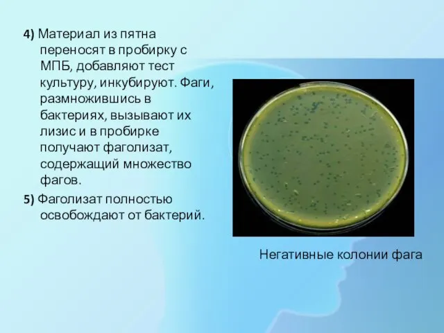 Негативные колонии фага 4) Материал из пятна переносят в пробирку с