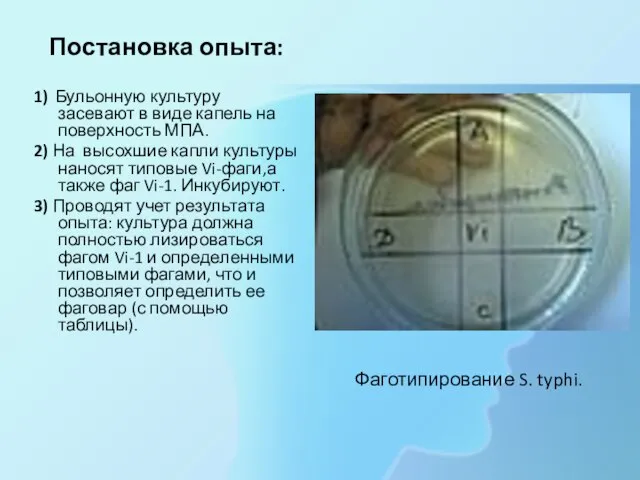 Фаготипирование S. typhi. Постановка опыта: 1) Бульонную культуру засевают в виде