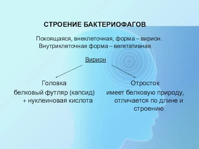 СТРОЕНИЕ БАКТЕРИОФАГОВ. Покоящаяся, внеклеточная, форма – вирион. Внутриклеточная форма – вегетативная.