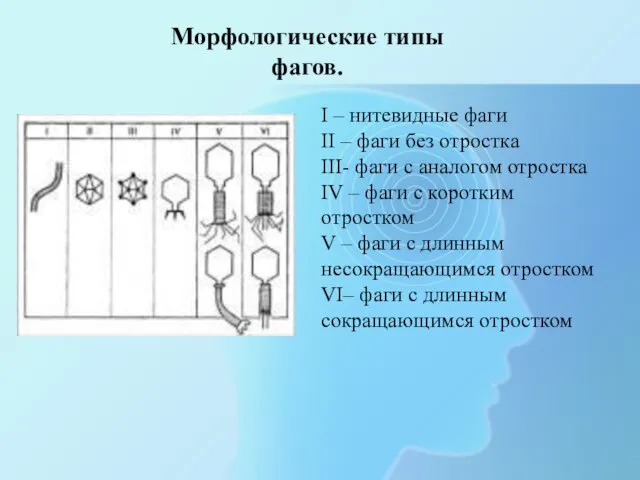 Морфологические типы фагов. I – нитевидные фаги II – фаги без