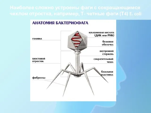 Наиболее сложно устроены фаги с сокращающимся чехлом отростка, например, Т- четные фаги (Т4) E. coli