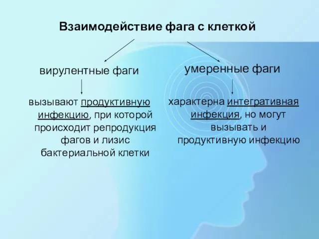 Взаимодействие фага с клеткой вирулентные фаги вызывают продуктивную инфекцию, при которой