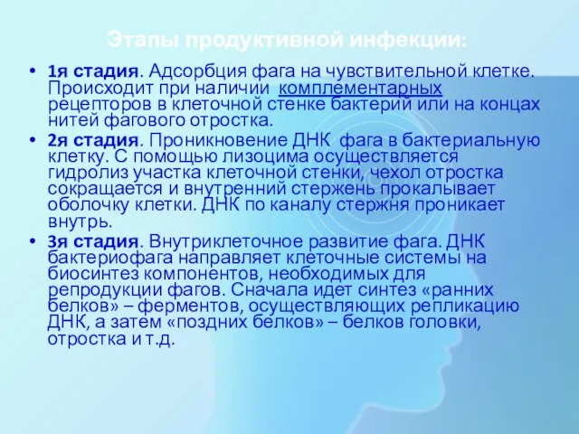 Этапы продуктивной инфекции: 1я стадия. Адсорбция фага на чувствительной клетке. Происходит