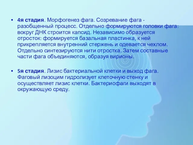 4я стадия. Морфогенез фага. Созревание фага - разобщенный процесс. Отдельно формируются