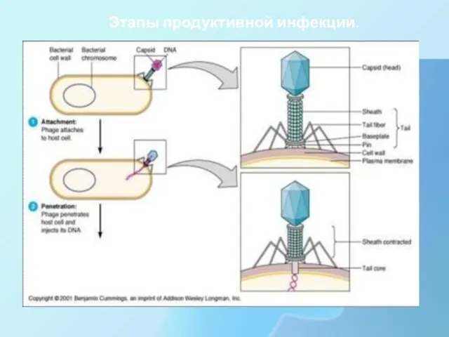 Этапы продуктивной инфекции.