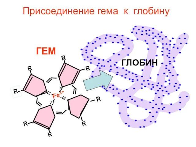 ГЕМ ГЛОБИН Присоединение гема к глобину