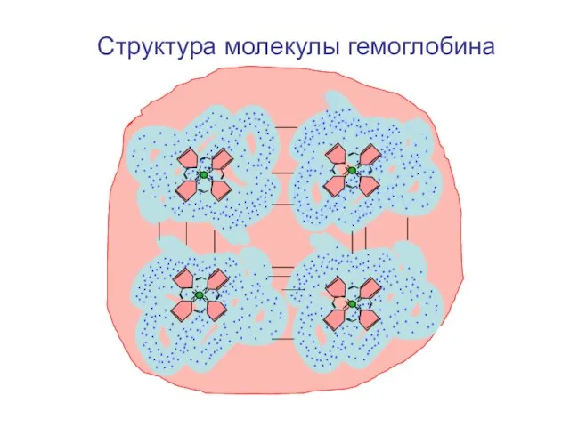 Структура молекулы гемоглобина N N N N N N N N