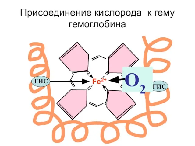 Присоединение кислорода к гему гемоглобина N N N N Fe2+ ГИС ГИС О2