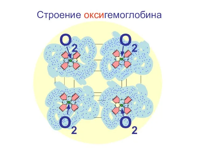 Строение оксигемоглобина N N N N N N N N N