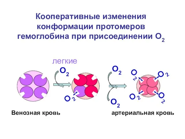 Кооперативные изменения конформации протомеров гемоглобина при присоединении О2 О2-- --О2 О2--