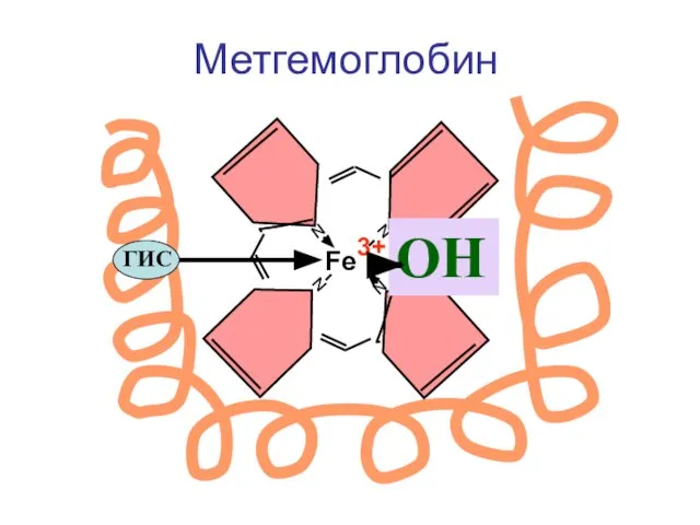 Метгемоглобин N N N N Fe3+ ГИС ОН