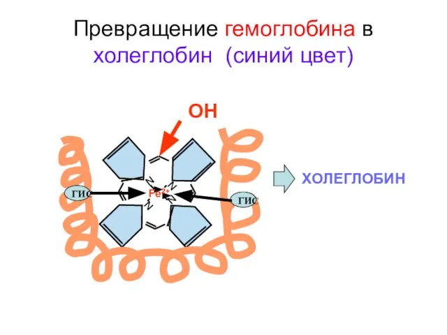 Превращение гемоглобина в холеглобин (синий цвет) N N N N Fe2+ ГИС ГИС ОН ХОЛЕГЛОБИН