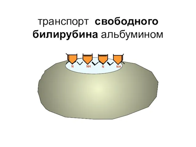 транспорт свободного билирубина альбумином