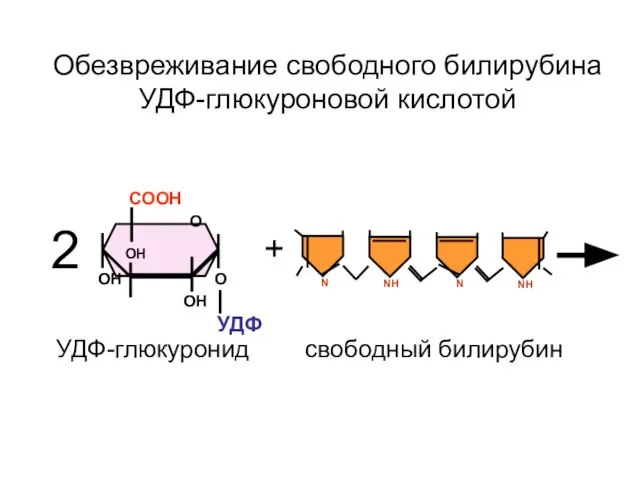 О СООН ОН ОН ОН УДФ О + Обезвреживание свободного билирубина