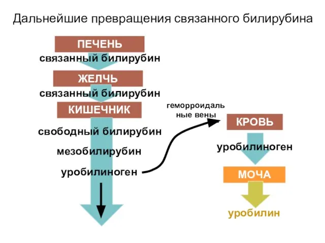 Дальнейшие превращения связанного билирубина ПЕЧЕНЬ КИШЕЧНИК КРОВЬ МОЧА ЖЕЛЧЬ связанный билирубин