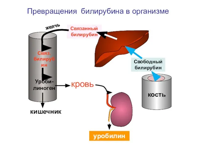 Связ. билирубин Уроби-линоген кровь уробилин Связанный билирубин кишечник Превращения билирубина в организме желчь Свободный билирубин кость