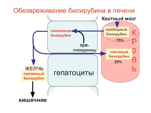 свободный билирубин связанный билирубин УДФ-глюкуронид КР0ВЬ ЖЕЛЧЬ связаный билирубин Обезвреживание билирубина