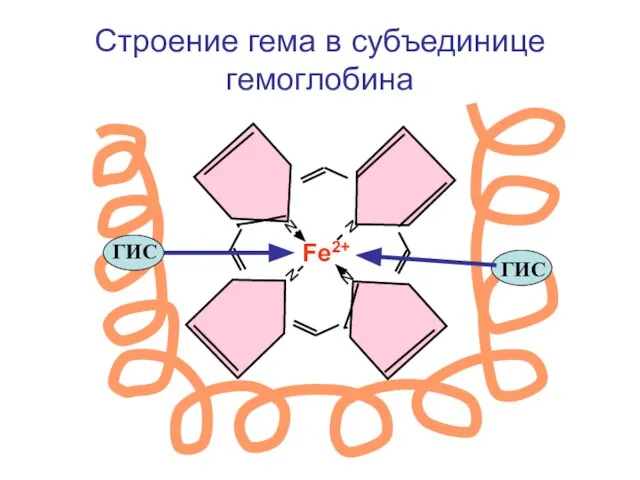 Строение гема в субъединице гемоглобина N N N N Fe2+ ГИС ГИС