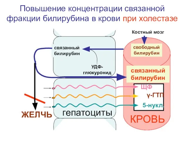 свободный билирубин связанный билирубин УДФ-глюкуронид КРОВЬ ЖЕЛЧЬ связанный билирубин Повышение концентрации