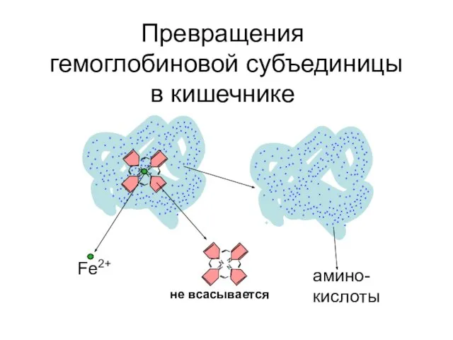 N N N N N N N N амино-кислоты не всасывается