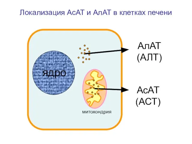 АлАТ (АЛТ) АсАТ (АСТ) Локализация АсАТ и АлАТ в клетках печени ядро митохондрия