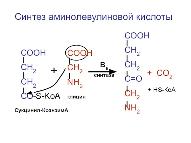 СООН СН2 СН2 СО-S-KoA COOH CH2 NH2 СООН СН2 СН2 С=О