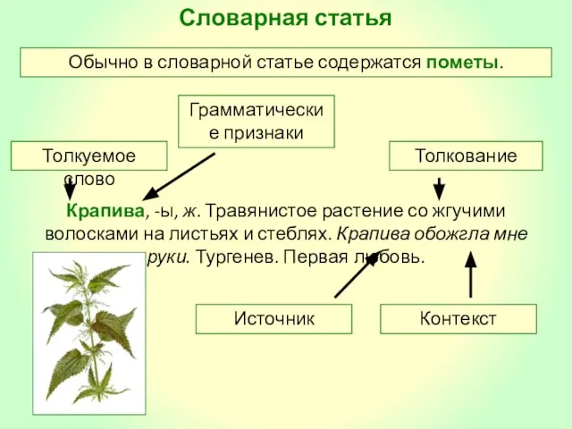 Словарная статья Крапива, -ы, ж. Травянистое растение со жгучими волосками на