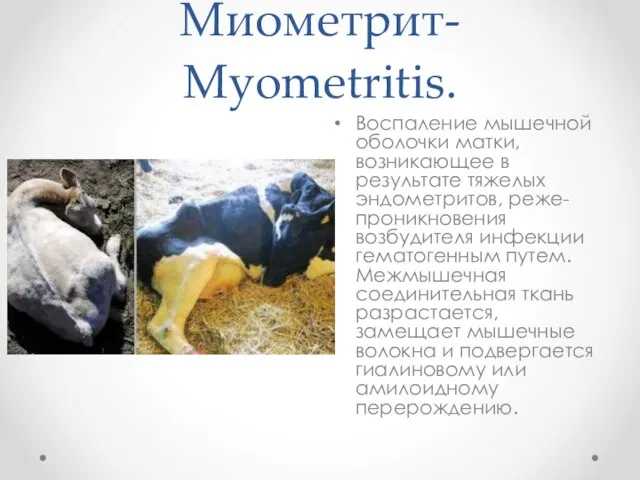 Миометрит- Myometritis. Воспаление мышечной оболочки матки, возникающее в результате тяжелых эндометритов,