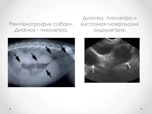 Рентгенография собаки. Диагноз – пиометра. Диагноз пиометра и кистозная гиперплазия эндометрия.